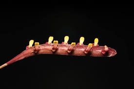 Image result for Bulbophyllum falcatum