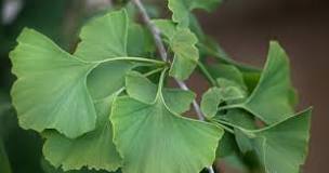 Résultat de recherche d'images pour " Le ginkgo biloba"
