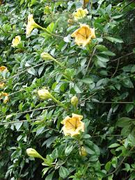 Image result for Solandra maxima