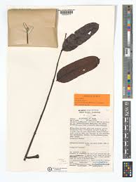 Image result for Entandrophragma delevoyi