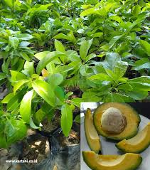 Persea americana mill nama daerah: Jual Bibit Alpukat Miki Super Unggul Termurah Kartani Co Id