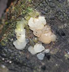 Image result for Exidia nucleata