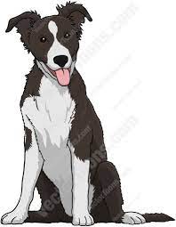 Black And White Border Collie Puppy Animal Drawings Puppy Cartoon Anime Puppy