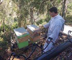 Only keep gentle bees—this is the most important backyard beekeeper rule. Beehive Invention Looks To Backyard Beekeepers To Save Dying Bees Kpbs
