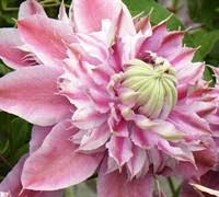 Maybe you would like to learn more about one of these? Josephine Clematis 1 Gallon Trellis Vines Perennial Clematis All Gardener Direct