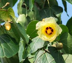 Image result for Thespesia populneoides