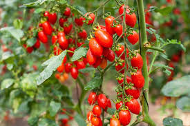 Image result for tomato Datterino