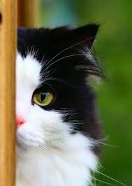 Aysegul Akerdem Adli Kullanicinin The Cats Panosundaki Pin Yavru Kediler Kedi Hayvanlar