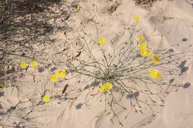 Image result for Launaea rarifolia