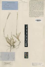 Image result for Setaria lindenbergiana