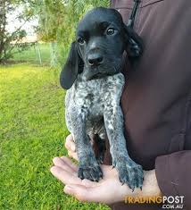 Asking price is $1000 for males and $1200 for females. German Shorthaired Pointer Pups