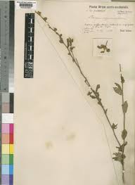 Image result for Seddera suffruticosa