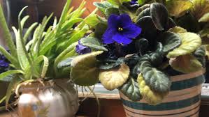Coronavirus Quarantine Tips To Garden Indoors While Stuck Inside