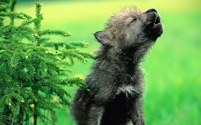 baby wolf wallpaper 60 pictures