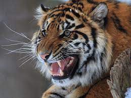 Tiger The Tiger Is Roaring Looks So Angry Aff Tiger Tiger Angry Roaring Ad Tiger Pictures Tiger Roaring Majestic Animals