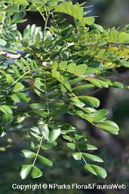 Image result for Samanea saman