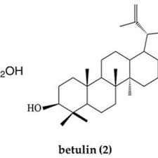 Image result for Diospyros loureiriana