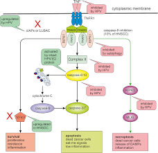 Maybe you would like to learn more about one of these? Cell Death In Head And Neck Cancer Pathogenesis And Treatment Cell Death Disease