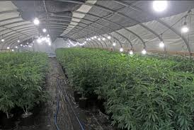 The Fresno County Sheriff-Coroners Office - Illegal Cannabis Cultivation  Continues to be a Chronic Problem in Fresno County