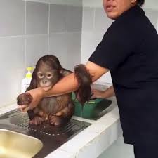 Bath Time For Baby Orangutan 9gag