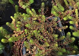 Image result for Laurembergia tetrandra