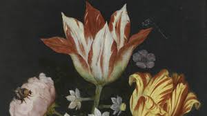 Albany, schenectady, clifton park, slingerlands, rensselaer, menands, loudonville, guilderland, east greenbush, cohoes. Broken Tulips That Last Gasp Of Beauty Before Death The New York Times