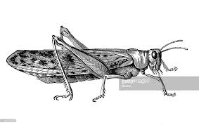 Cricket Illustration Id160484239 1 024 643 Pixels Cricket Insect Insect Art Cool Art Drawings