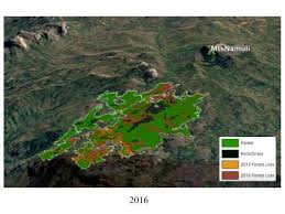 Image result for Buchnera lastii