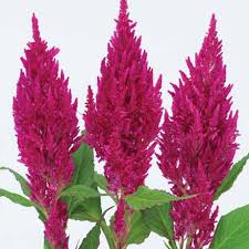 Image result for Celosia pandurata