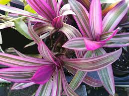 In this guide, you'll find a list of our selected tropical flowering plants with photos. Tricolor Dwarf Oyster Live Tropical Plant Pink White Green Foliage Shade Garden Starter Size 1 4 Inch Pot Emerald Goddess Gardens Tm Emerald Goddess Gardens