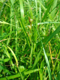 Image result for Scleria tessellata