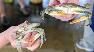 Some blue crab you're eating may not be local; here's how to tell |  wusa9.com