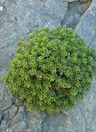 Image result for Landolphia cuneifolia