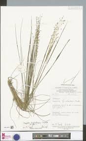 Image result for Isachne kiyalaensis