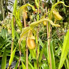 Image result for Dipcadi longifolium