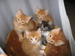 Check spelling or type a new query. Red Tabby Maine Coon Kitten 203334