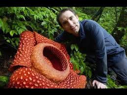 #rare plants #rafflesia arnoldii #corpse flower #official state flower of indonesia #quick sketch #artists on tumblr #sketch daily. Biggest Flower In The World Rafflesia Arnoldii Youtube