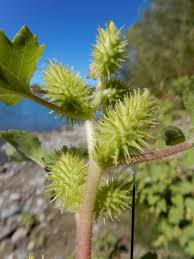 Image result for Xanthium strumarium