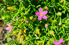 Image result for Chironia