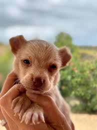 Hummer, Coco and Chanel ❤️❤️❤️❤️