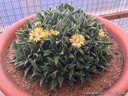 Image result for Nananthus