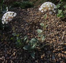 Image result for Chlorophytum perfoliatum