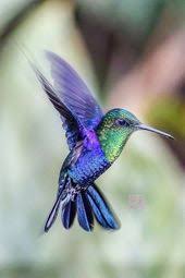 Birds Flying High Lyrics Bird Scooter Charger Feed The Birds Lyrics Thorn Birds 7 Mgoon Video Who Sings Birds Flying High You Know How Bird Photography Beautiful Birds Pet Birds