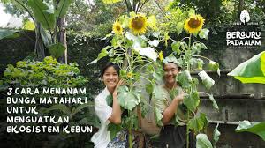 Terdapat banyak jenis bunga khusus dan hibrid yang mencipta saiz mekar yang berbeza, ketinggian tangkai dan hasil benih. Bunga Matahari Nezhnik Heliantemum Foto Penanaman Dan Perawatan Di Ladang Terbuka Tumbuh Dari Biji Varieti Yang Mereka Rawat Petua Dan Cara 2021