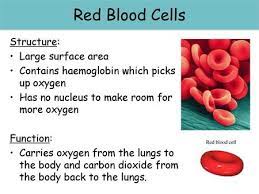 Maybe you would like to learn more about one of these? Red Blood Cells Red Blood Cells Structure Large Surface Area Ppt Video Online Download