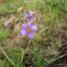 Image result for Dissotis