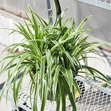 Image result for Chlorophytum galpinii
