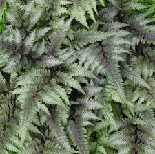 Image result for Athyrium annae