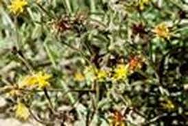 Image result for Vahlia