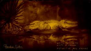 Killing the legendary alligator drops two items, the legendary alligator skin and the legendary alligator tooth, which can be traded in at a fence for the alligator tooth talisman, a rare artifact that. Legendary Banded Gator Red Dead Wiki Fandom